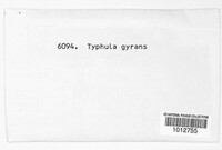 Typhula gyrans image
